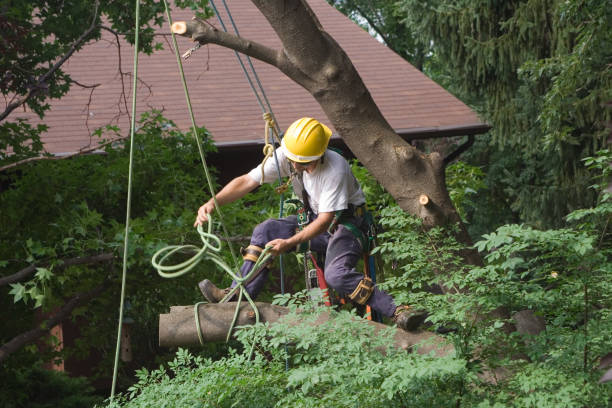 How Our Tree Care Process Works  in  Chandler, OK